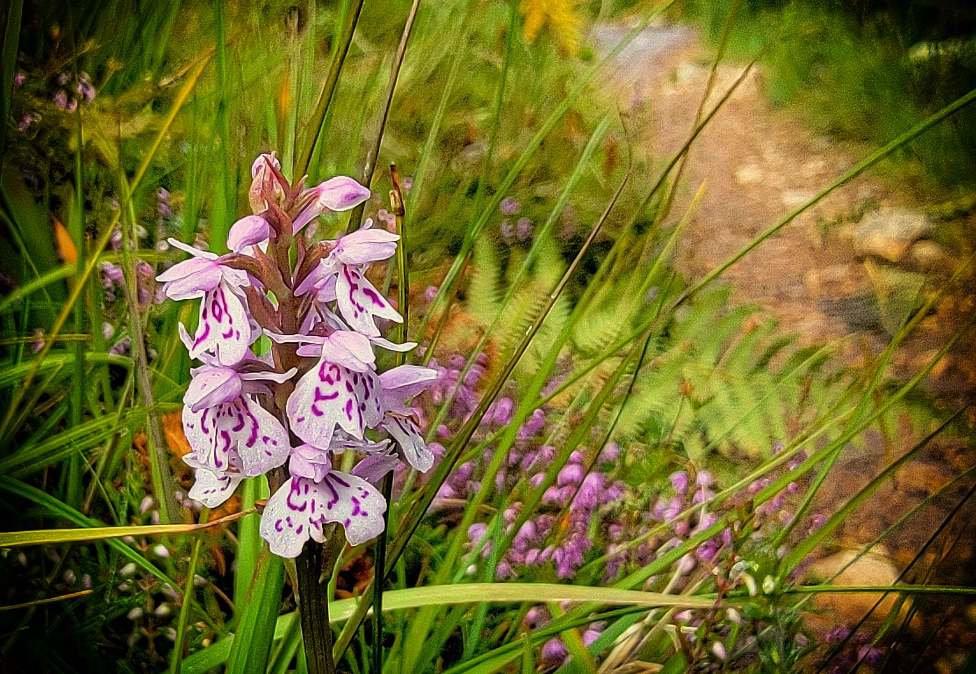 Lesser Spotted Orchid